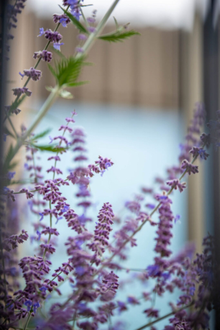 architectural photographer, David Chatfield