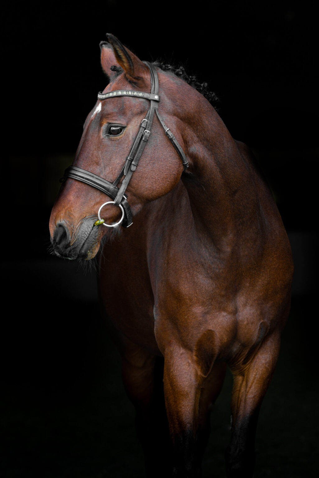 picture of a chestnut coloured horse with a dark background.